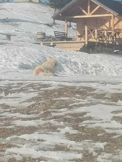 Catel Stana - Stansioara